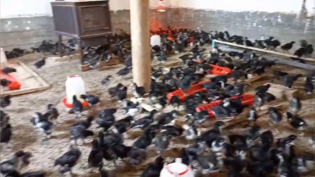 100 сомдон жөжөлөр сатылат Кара кулжа районунун Ылай таала айылында ээсинин номери 0778 88 33 90 смотреть онлайн