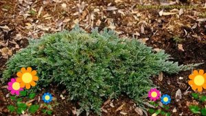 Можжевельник горизонтальный Тюркьюз Спридер. Краткий обзор juniperus horizontalis Turquoise Spreade