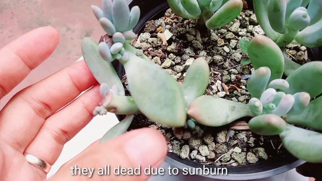 ECHEVERIA OPALINA PROPAGATION смотреть онлайн