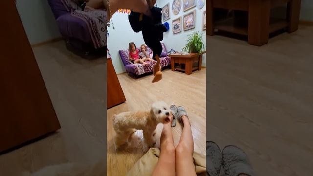 Той пудель - живая игрушка 🧡 Toy Poodle - Funny toy