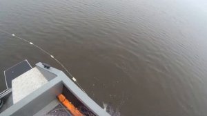 Рыбалка на сети! ЗАГОТОВКА РЫБЫ!!! Лесковая сеть100 метров. Ячея 65. net fishing
