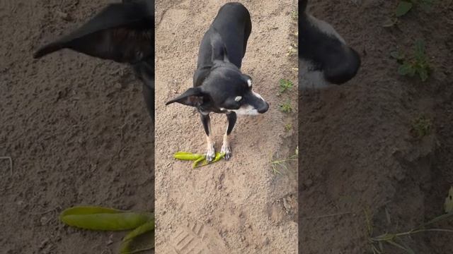 Той-Терьер кушает горох. смотреть онлайн