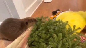 Домашний бобер строит плотину из всего, что есть в доме