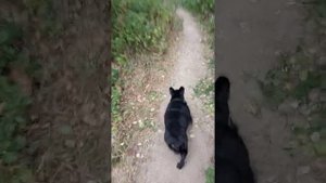 У французского бульдога проблемы с задними лапами.