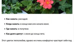 Цветы однолетники сажаем в мае на грядку Самые красивые и неприхотливые