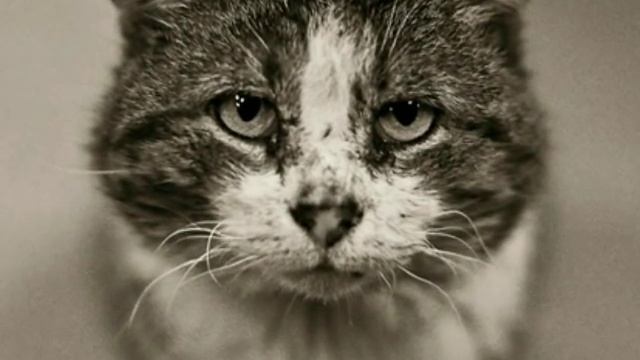 Уродливый кот стихотворение