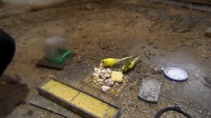 Вторая кладка яиц у волнистых попугаев. часть - 1.