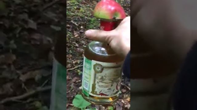 Грибы,Новейший сорт грибов 40 Alc#russia #россия #природамать #балдеж#