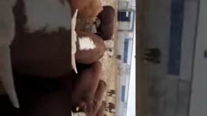 Забой мясных быков. КРС. продажа бычков, коров,телок, телят.