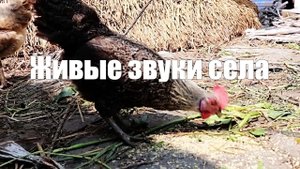 Село. Видео 1 час. Живые звуки природы (птицы, индюки, петухи, куры) для расслабления, отдыха,