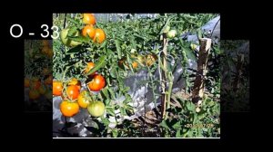 Морозостойкие томаты Сараева П