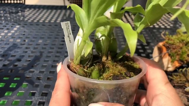 НОВЫЕ ОРХИДЕИ!!! ОБЗОР! смотреть онлайн