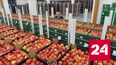 Фермеры Польши требуют помощи от властей из-за краха рынка яблок - Россия 24