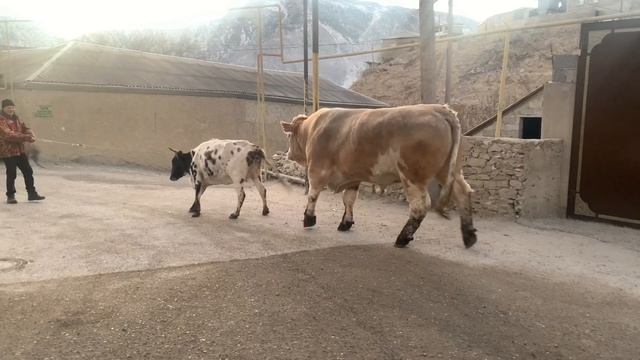 Прод-ся бык мясной Симментал 220р за кг живого веса.2года 6мес.весит больше тонна