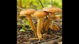 За грибами в лес.  Съедобные грибы и как их отличить