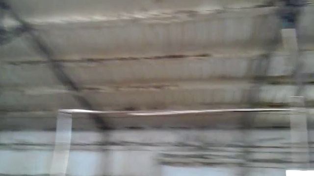 Чёрно пёстрая молочная порода коров    продажа 8965617005 WhatsApp