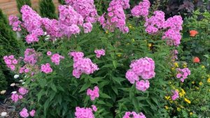 🌸ФЛОКС метельчатый Бэйби Фэйс ‘BABY FACE’ ⭐️Обзор