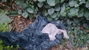 БАНАНЫ В САДУ! КОНСЕРВАЦИЯ БАНАНОВЫХ ПАЛЬМ НА ЗИМУ КАК ЗАЛОГ ВЫСОКОГО УРОЖАЯ!