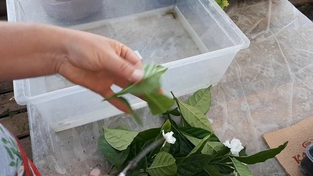 Табернемонтана.  Результаты укоренения.