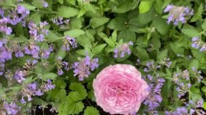 Розы Лавандер Айс, Голден Шауэрс, Мияби, Джаз, и другие. Розы в моем саду!