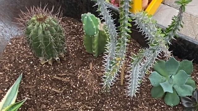 Wheelbarrow succulent and cacti arrangement ☺️ смотреть онлайн
