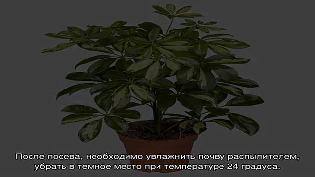 Шефлера цветок — уход в домашних условиях. Шефлера: болезни, подкормка, размножение, приметы, обре.