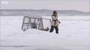 Человек спасается от белого медведя в специальном контейнере