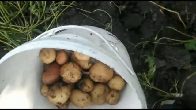 Картофель от посадки до урожая.Картофель сорта киви,синеглазка, невский, ред скарлет.