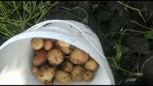 Картофель от посадки до урожая.Картофель сорта киви,синеглазка, невский, ред скарлет.