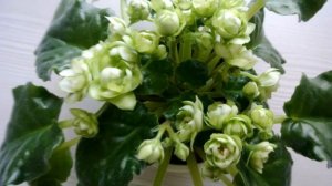 Фиалка ЛЕ - КУПАВА Фиалки которые цветут