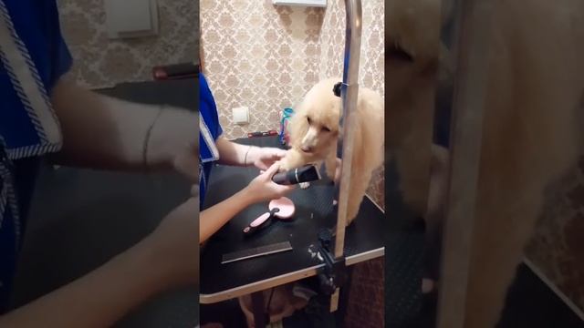 Стрижка пуделя ? смотреть онлайн