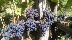 Надежные , урожайные сорта винограда проверенные временем