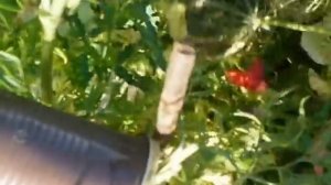 собираем семена моркови