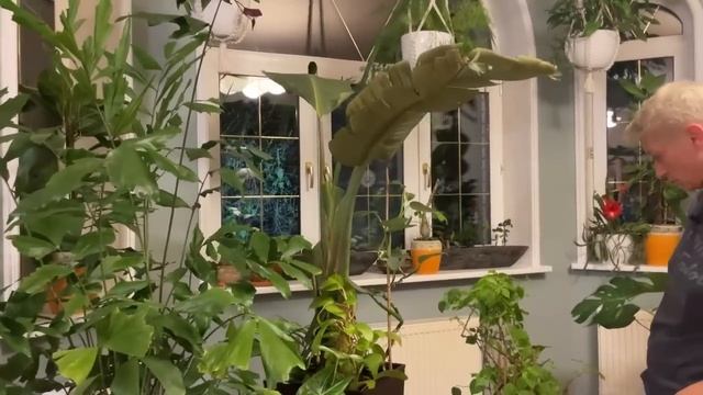 Пересадки комнатных растений. Ноябрь 2022 и результат в январе смотреть онлайн