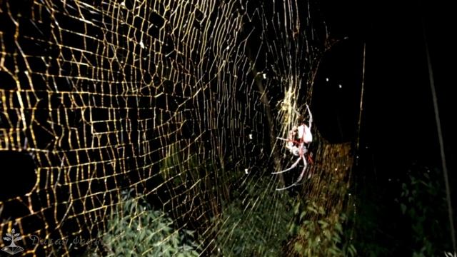 Паук Дарвина/Spider Darwin смотреть онлайн