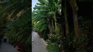 Теперь я знаю как растут бананы. Отель Бельпинар 4* Турция.