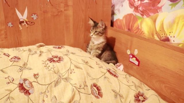 МЕЙН-КУН САМЫЕ БОЛЬШИЕ ДОМАШНИЕ КОШКИ/МЕЙНКУН/Sisters Smith