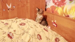 МЕЙН-КУН САМЫЕ БОЛЬШИЕ ДОМАШНИЕ КОШКИ/МЕЙНКУН/Sisters Smith