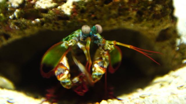 AQWA - Clownfish and Peacock Mantis Shrimp смотреть онлайн