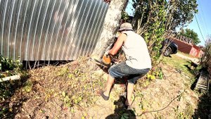 Грамотно роняем 20-ти метровую березу