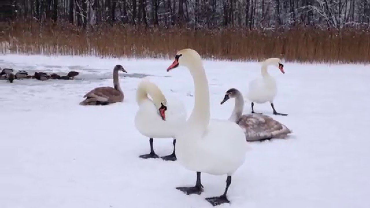 Лебеди в Изборске © СИЯН-Путешествия