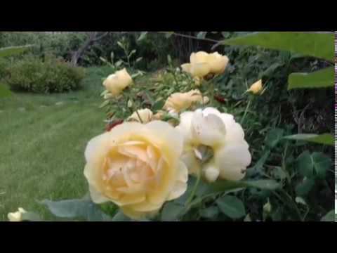 Цветочная фантазия июня смотреть онлайн