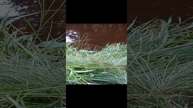 Рыбалка Ловим с Васей Пискарей