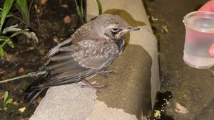 Птичка спеклась. Операция по спасению птички от жары.