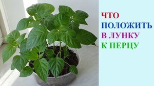 ВЫСАДКА ПЕРЦЕВ В ОТКРЫТЫЙ ГРУНТ. ЧТО ПОЛОЖИТЬ В ЛУНКУ.