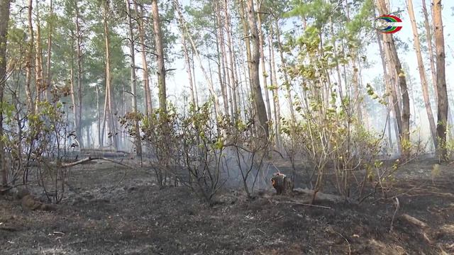 Пожар за городским парком