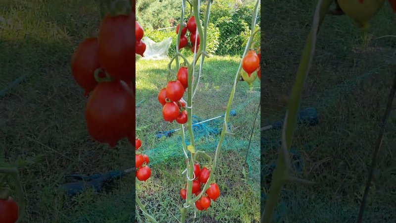 Пьенолло дель Везувио.