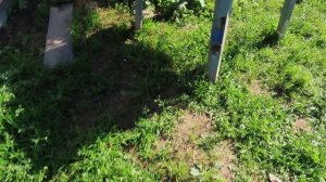 #ЦЕНА_щенка_ЧИХУАХУА 25 тр РАГНАР #puppy #ПОМОГИТЕ_сохранить_ЖИВУЮ_историю_питомника_Мари_Мистик