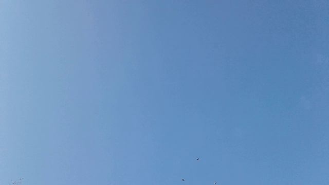 20240917_090034 Ястреб.