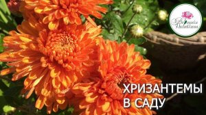 Хризантемы в саду